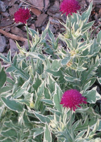 Knautia macedonia 'Thunder and Lightning'